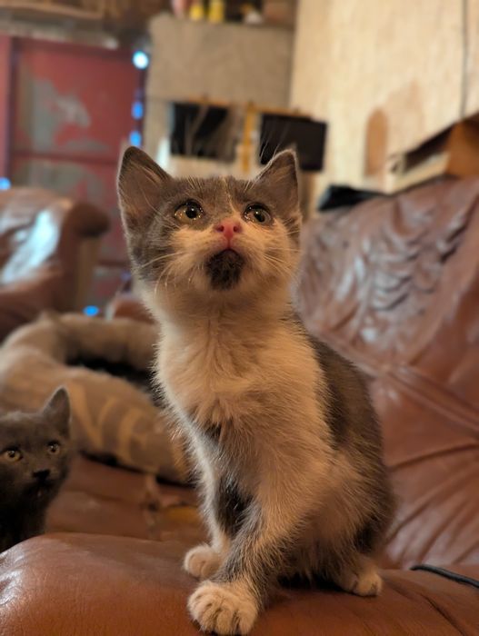 Заберіть неймовірно прекрасну та тактильну кицьку!)