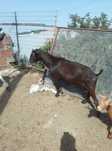 Cabrito marciano puro