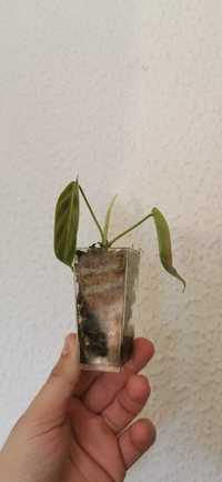 Planta Philodendron esmeraldense