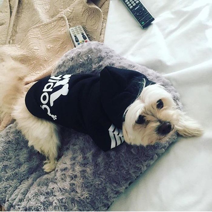 Bluza ADIDOG ubranko dla małego psa miniatury kol CZARNY, rozmiar S