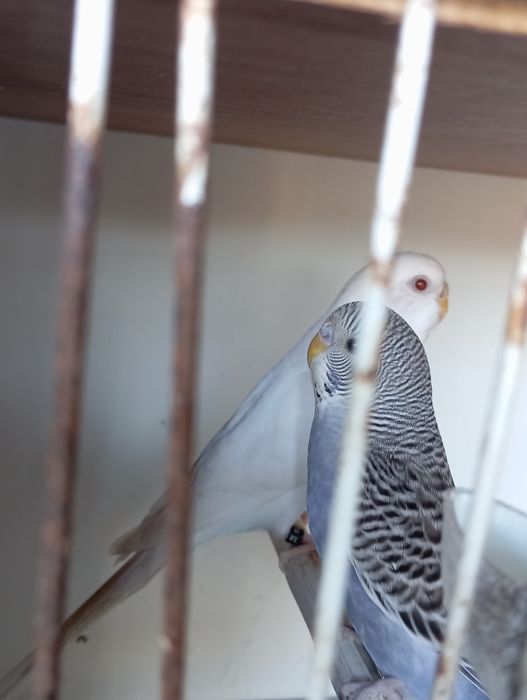 Vendo 2 casais e um macho sozinho ...