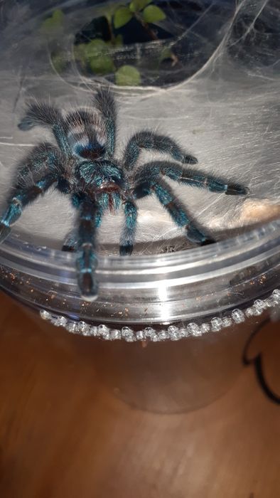 Caribena versicolor samica L7