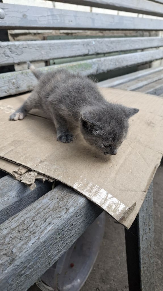 Віддам в хороші руки. Кошенята.