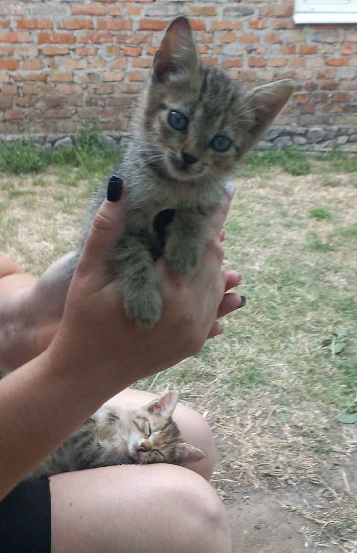 Отдам котят в хорошие руки