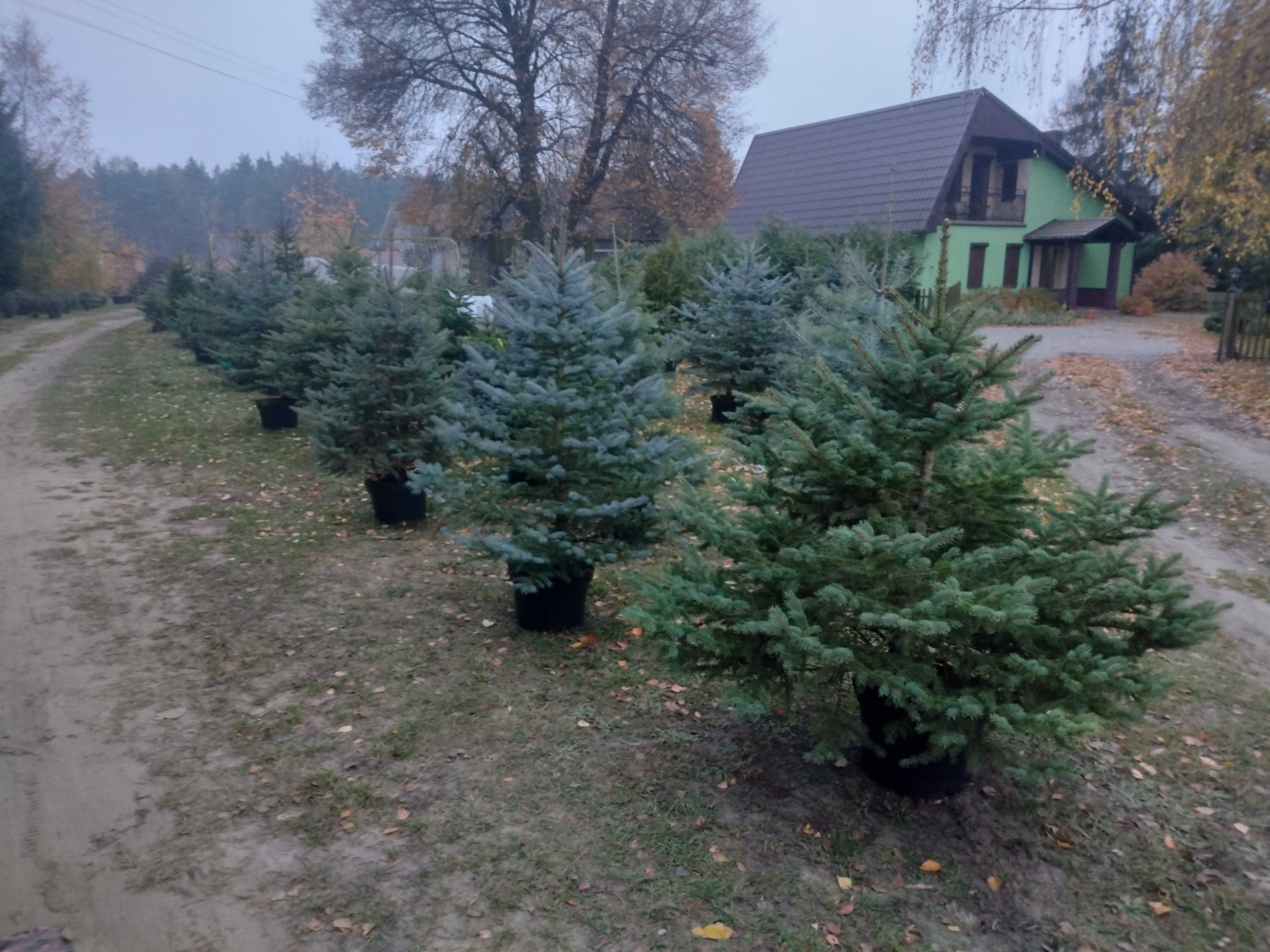 Świerk srebrny srebrzysty kłujący duży