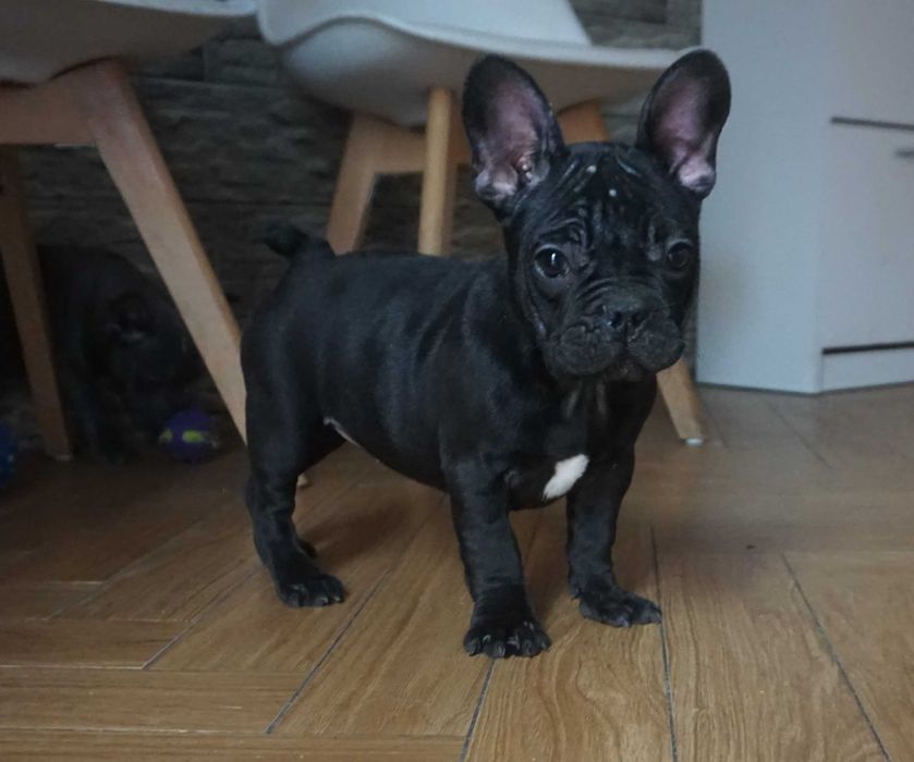 buldog francuski czarna dziewczynka