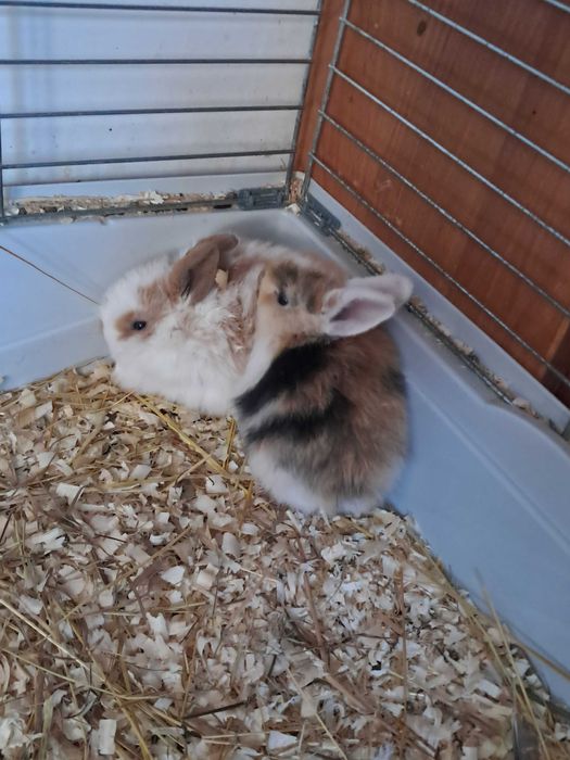 Króliczki Miniaturki, Królik Miniaturka