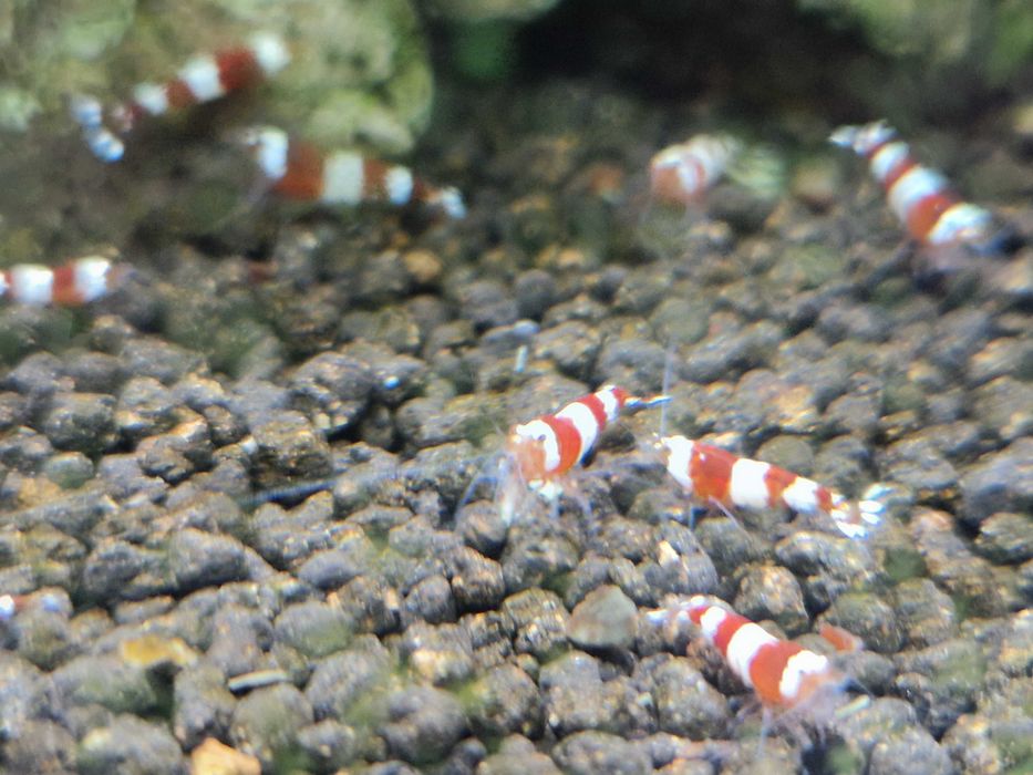 Krewetki Caridina Crystal Red CR