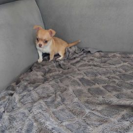 Chihuahua śliczny samiec