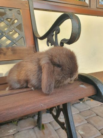 Mini Lop! Króliczki miniaturowe!