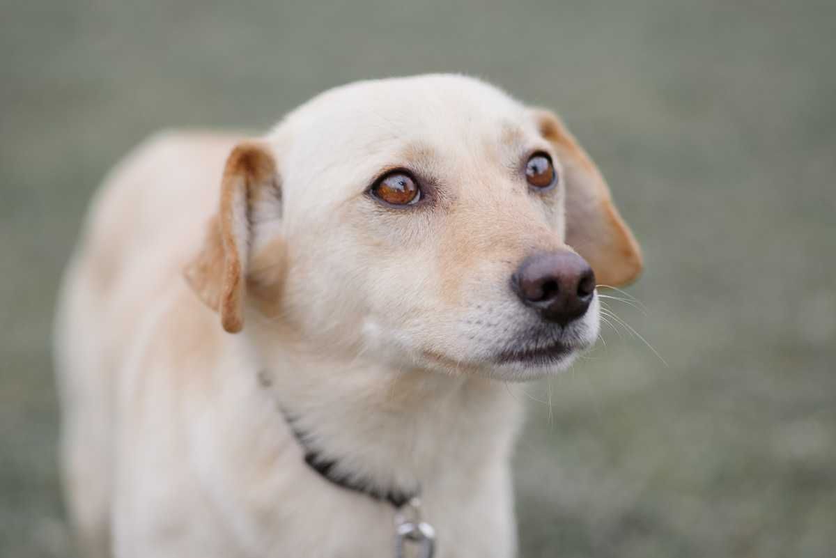 labrador mix  Gasper szuka domu schronisko Zgierz -aktualne