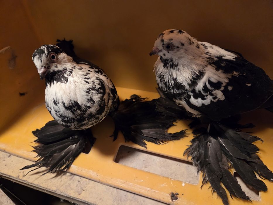 Widyn widyny gołębie ozdobne