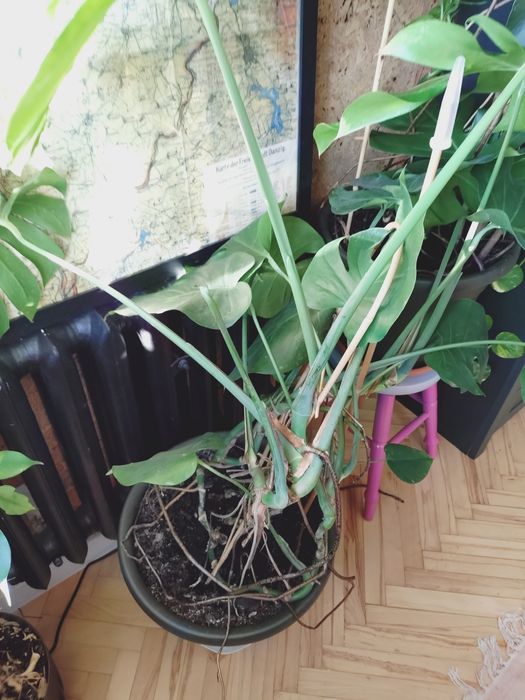 Monstera Deliciosa - dwie sztuki, bardzo duże