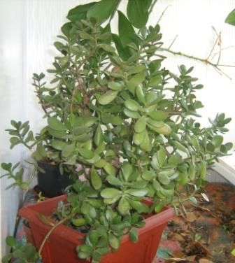 Crassula ovata (денежное дерево), 13-летнее растение - 600 грн