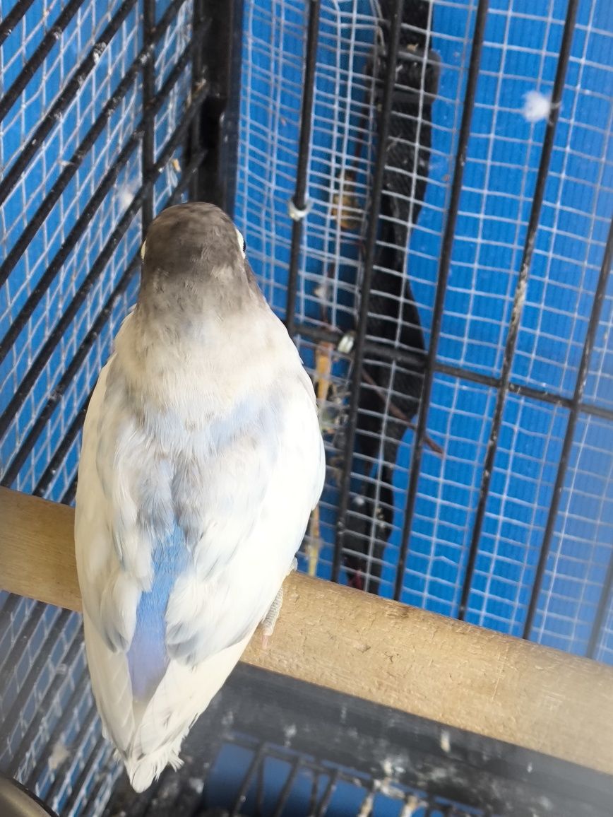 Agapornis Personatas