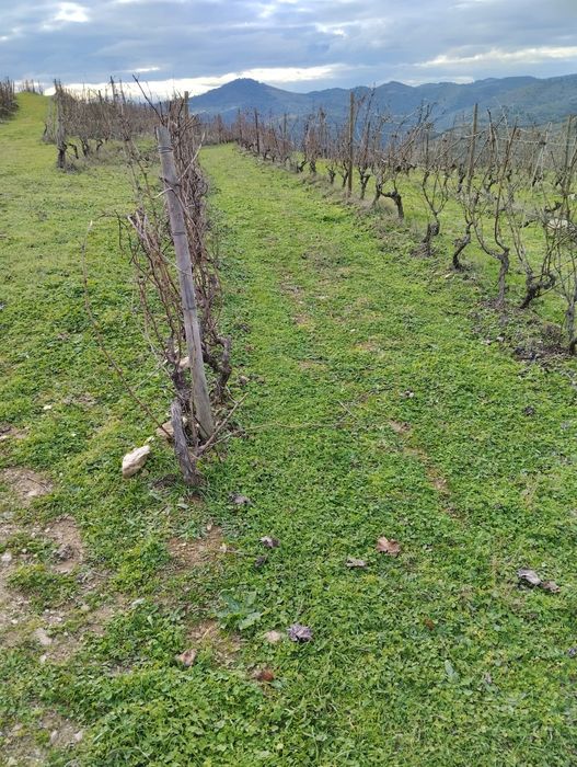 Vendo terreno com plantação de vinhas e amendoal - Muxagata