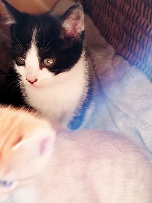 Doação gatinhos desmamados
