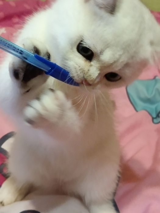 Пухнастий чекає мамочку