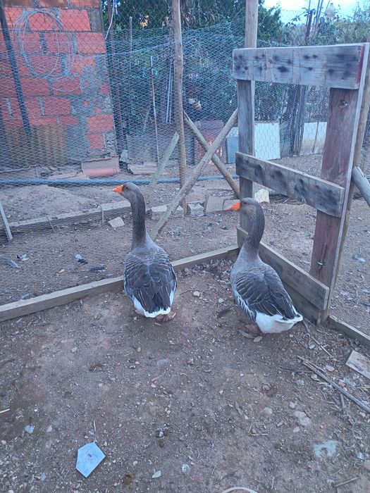 Gansos adultos com 1 ano e meio