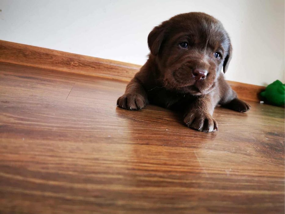 Labrador retriever