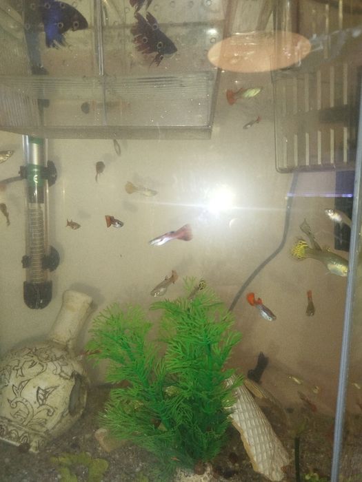 Vários guppys para venda criaçao própria