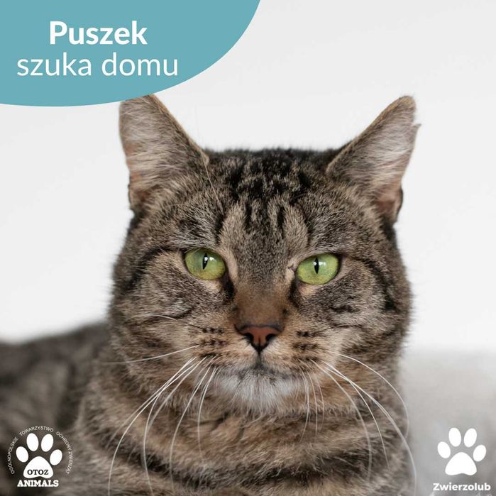 Puszysty kocur Puszek do adopcji