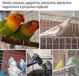 Agapórnis, caturras