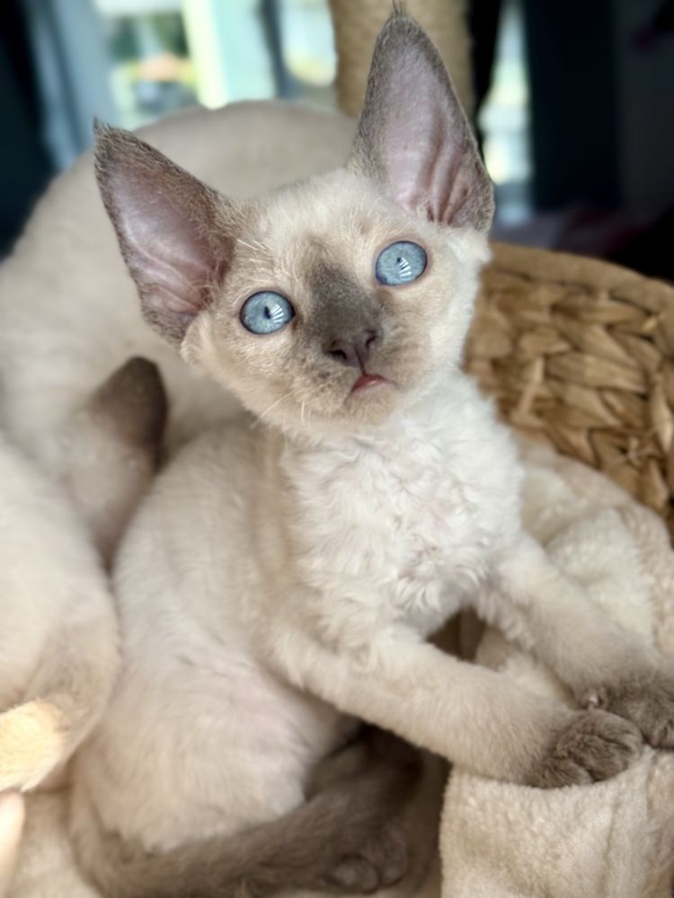 kocurek devon rex