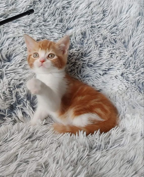 Огненно-рыжий) Мальчишка-позитивчик Шотландской породы в окрасе d2203