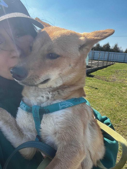 Shiba to mlodziutka (okolo roczna)mala sunia czeka na adopcję Kolno