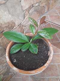 Planta comestivel Ora-Pro-Nobis
