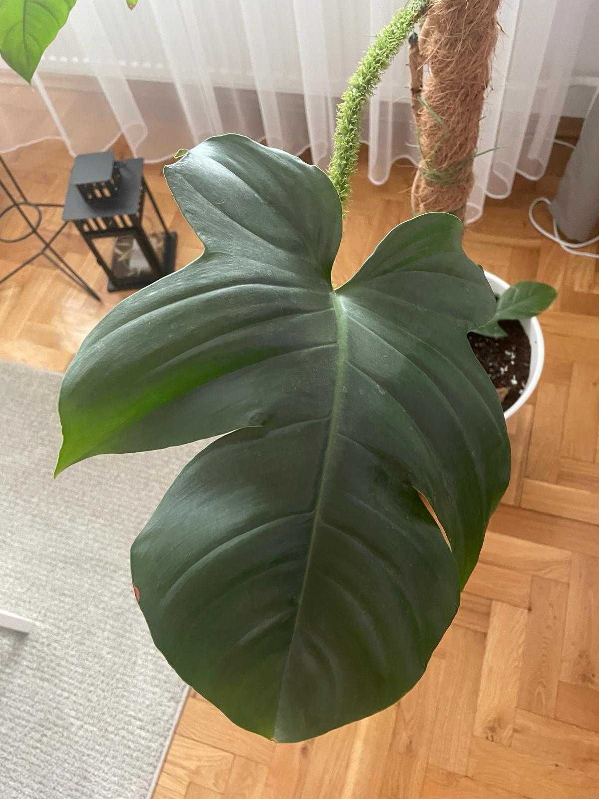 Philodendron 'Squamiferum' / Filodendron