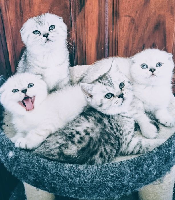 Scottish fold qualidade superior