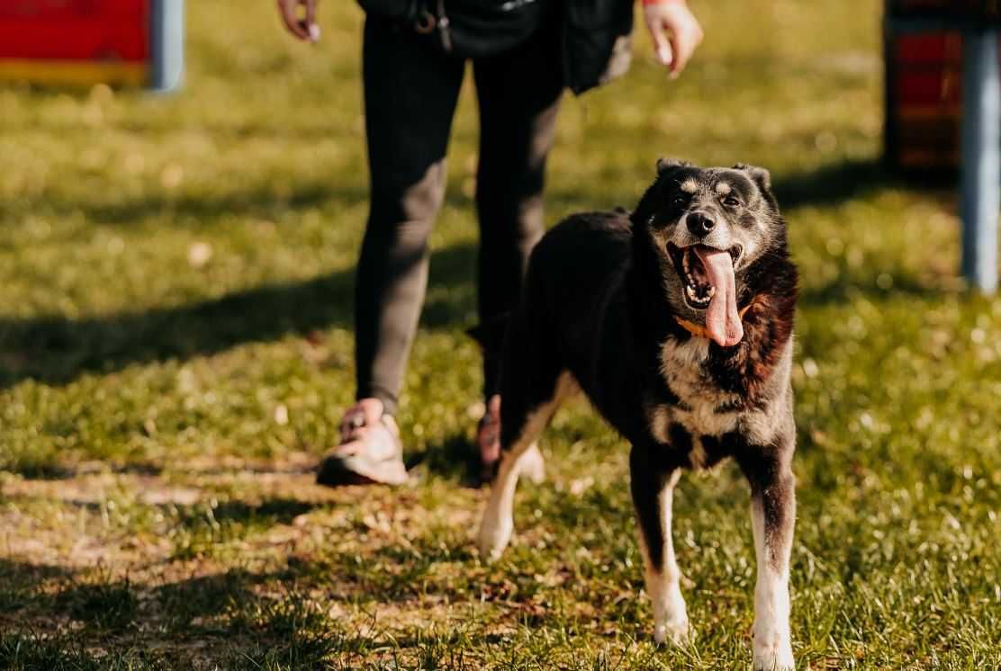 Przyjazny Mufi chce obdarować wszystkich swoją miłością. Adoptujesz?