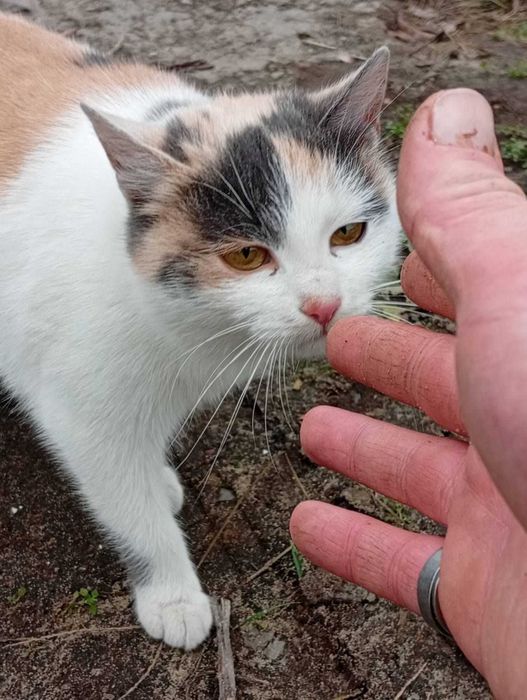 Молоденькі кішечки в добрі руки.