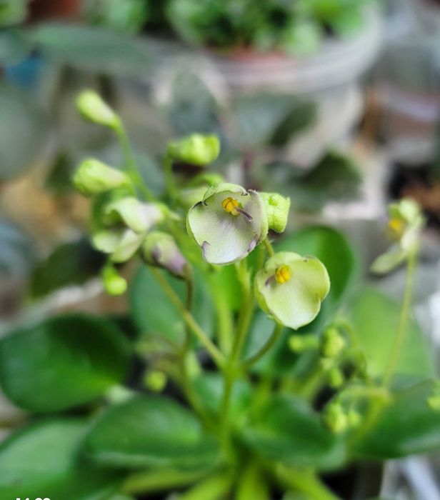 Фіалки міні та трейлери