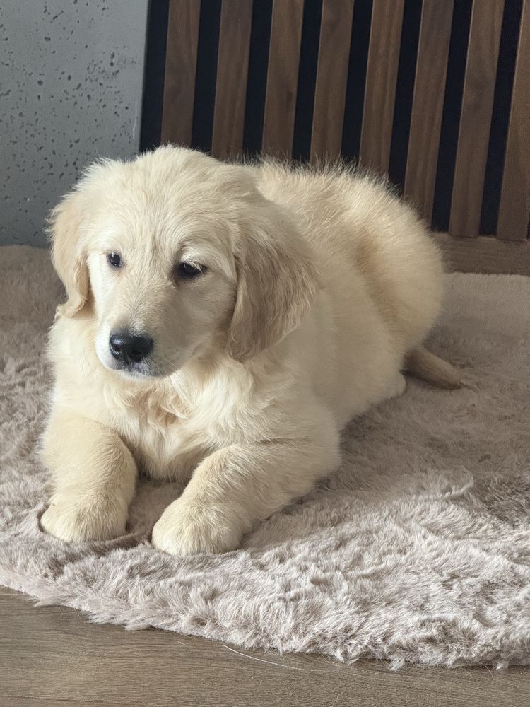 Suczka Golden Retriever