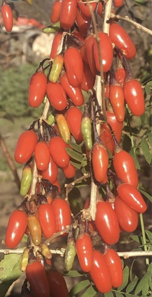 Годжі -чудо ягода , антиоксидантна бомба