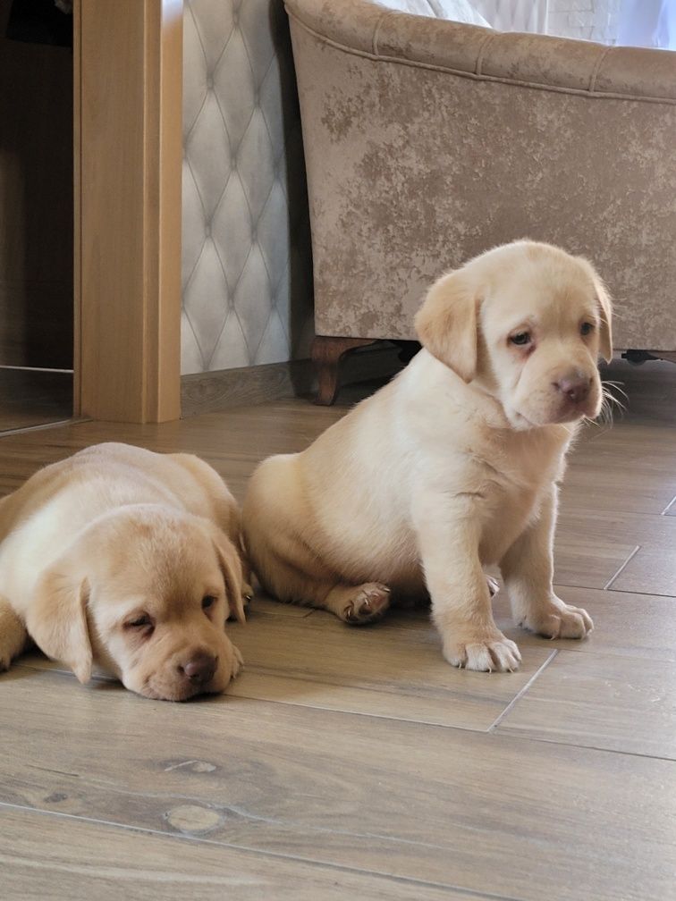 Labrador Retriever Biszkopt Piękny
