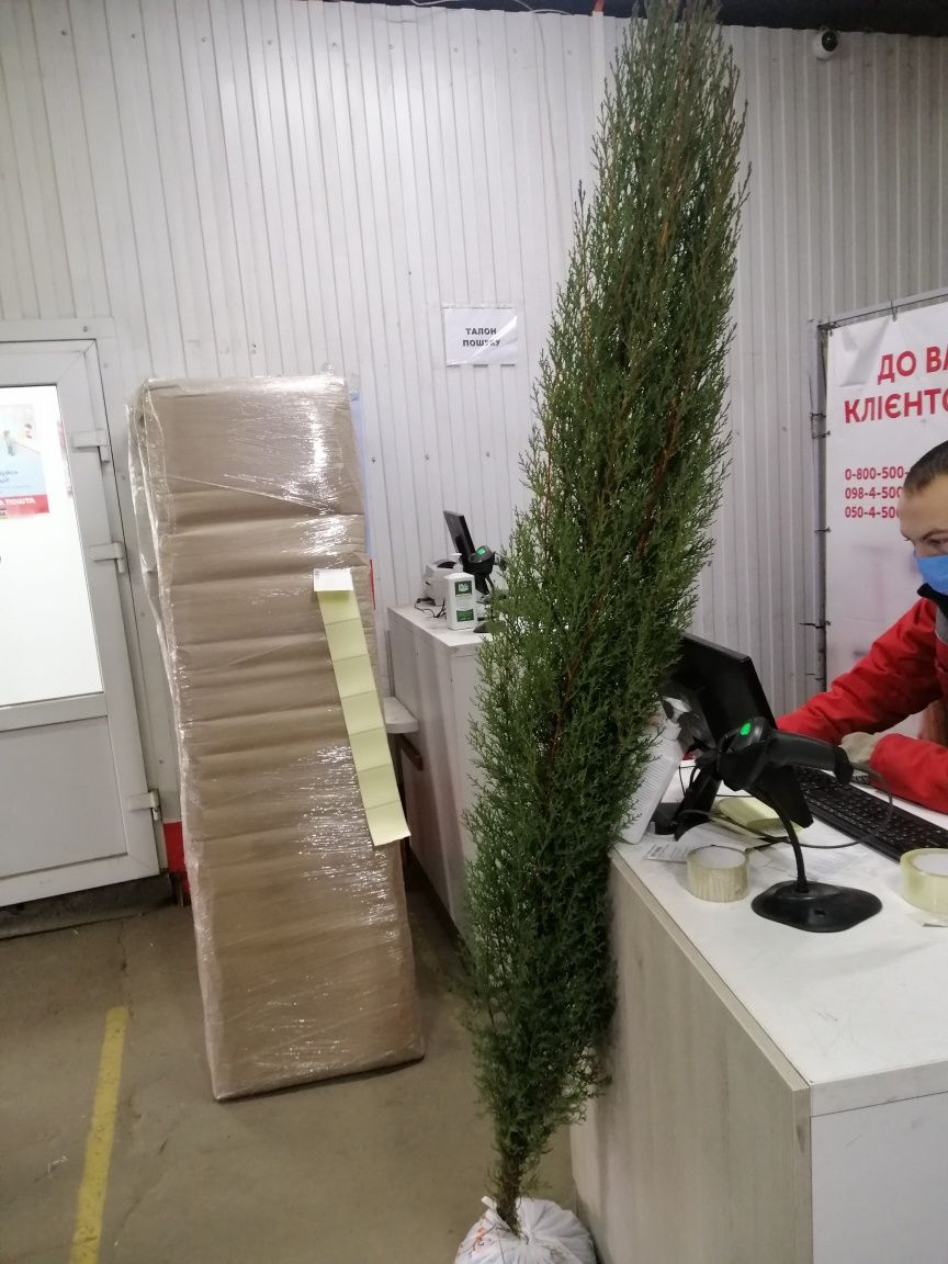 Скидки до 50% на все Кипарисы! Кипарис вечнозеленый 'Стрикта