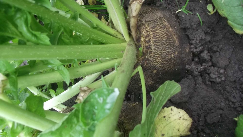 Продам репу свіжу