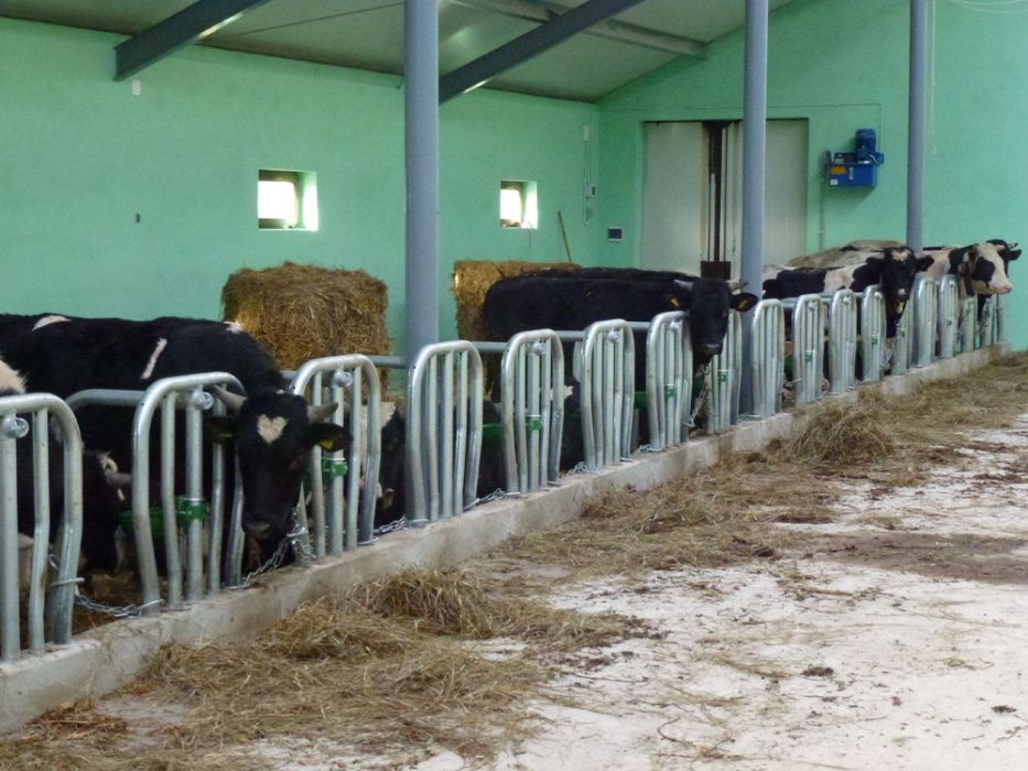 Stanowiska dla bydła krów opasów uwięzi pasy agrafki wolnostanowiskowe