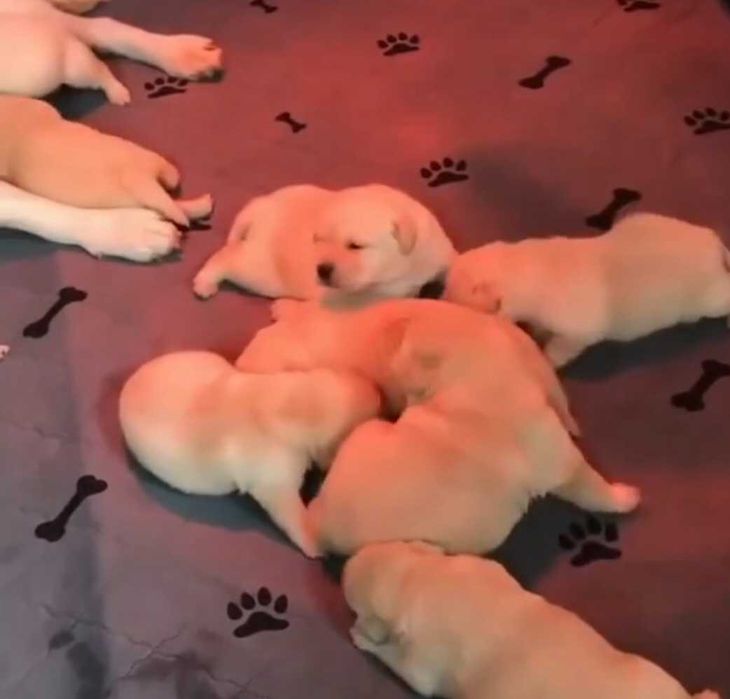 Szczeniak Labradora biszkopcik do domku