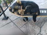Yorkshire terrier