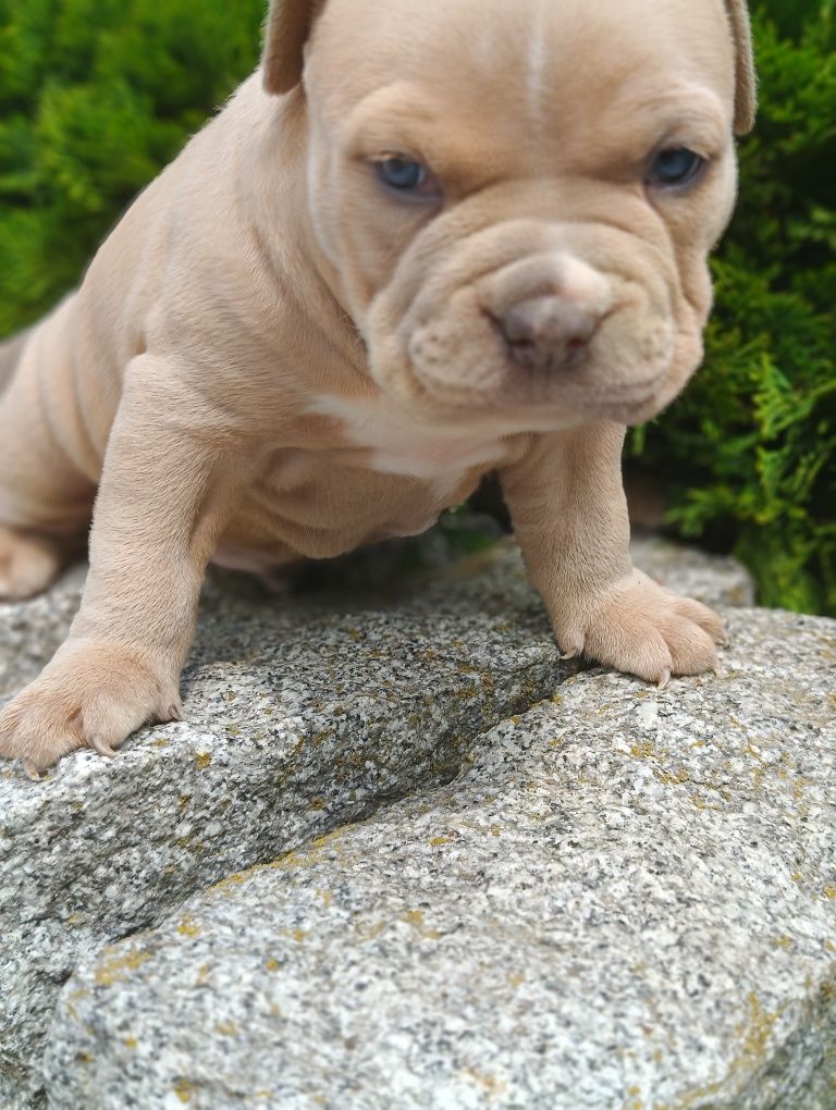 Sprzedam Pieska amerycan bully