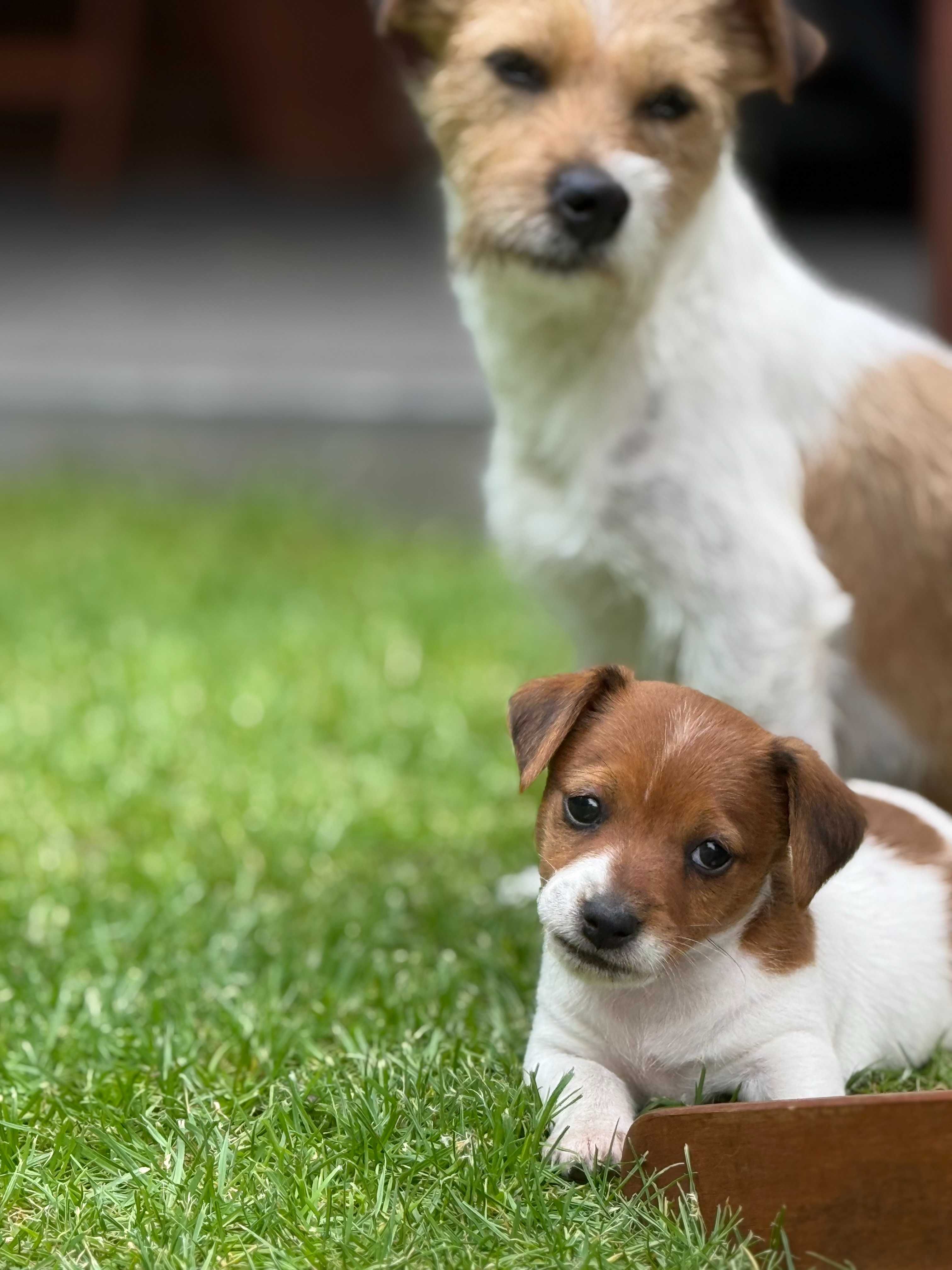 Jack Russell Terrier piękny piesek od #SMARTIE JACKS# male Jack