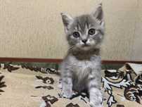 Британський котик
