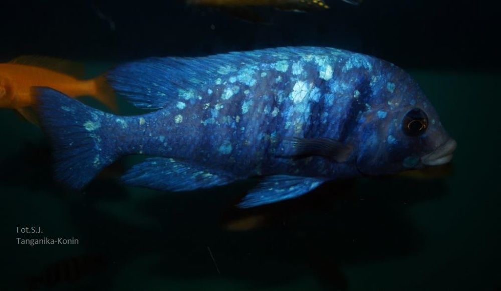 Ryby Malawi Placidochromis Phenochilus Tansania