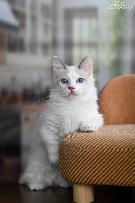 Уникальный голубоглазый кот — суперэлитный красавец!