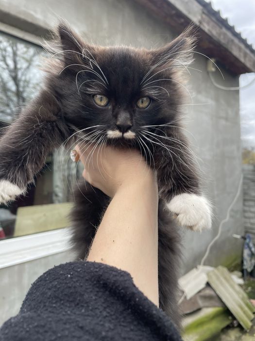 Котики в добрі руки.